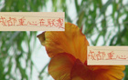 亞冠，成都態(tài)度明確，申花海港待觀察。